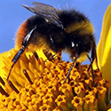 A bee with a personality
