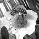 A Chinese honeybee pollinates a strawberry flower