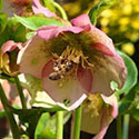 Bee on flower