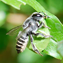 Leafcutter bee